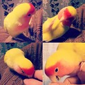 コザクラインコ3羽