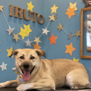 キリっと美人顔のアイリス