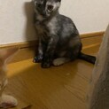 子猫　2ヶ月　里親募集！