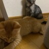 子猫　2ヶ月　里親募集！ サムネイル2