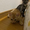 子猫　2ヶ月　里親募集！ サムネイル3