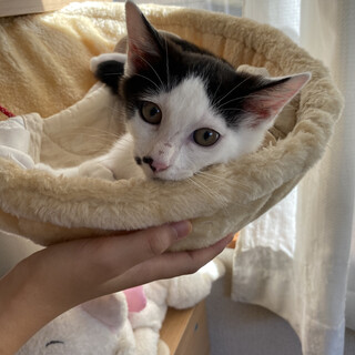 ハチワレ、黒猫兄妹2匹里親さま募集中です