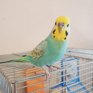 人大好き！！セキセイインコ　港区港南在住の方限定