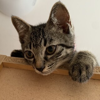 去勢済。２ヶ月くらいの男の子。人慣れしています。