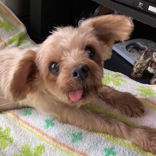 ヨーキーミックスのあざみちゃん