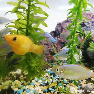 ネオンドワーフ レインボー 家を探しています!