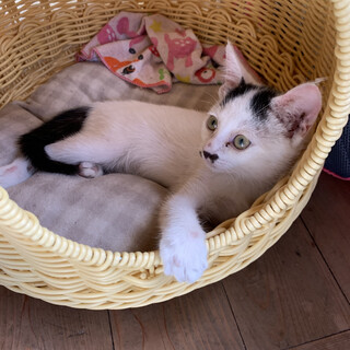 頭に隠れミッキーが♡ちょっぴり怖がり2ヶ月弱♀