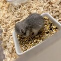 ゴールデンハムスター シルバーグレー