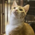 1歳、茶トラ男の子