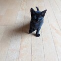 黒猫ちゃん(女の子)の里親さん募集!! ※急募※