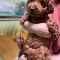 トイプードルの名犬ラッシー　里親募集中