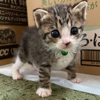 募集停止⭐️キジ白女の子ここ