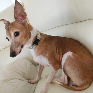 繫殖場からレスキュー　イタリアングレーハウンド♀