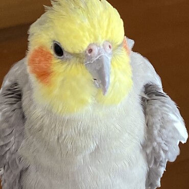 オカメちゃん