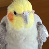 オカメちゃん