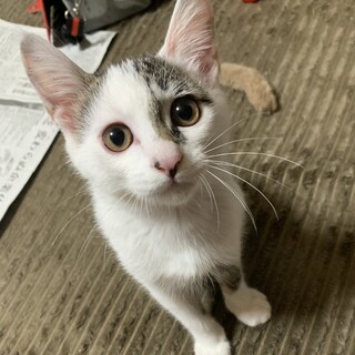 やんちゃで甘えん坊♪しらたま君(仮)
