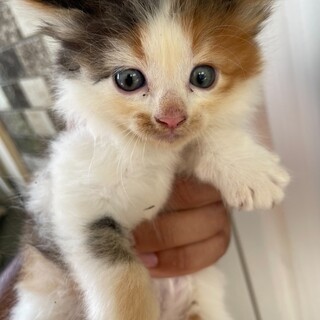 三毛猫ミーちゃん」長崎県 - 猫の里親募集(373759) :: ペットのおうち