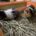 ３匹決定)モルモットの里親様募集残り３匹