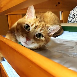 「あざといちゃたろう‼️」サムネイル2