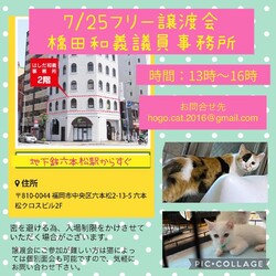ねこ組福岡　譲渡会