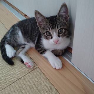 甘えん坊キジ白★のりじ★スナイパー