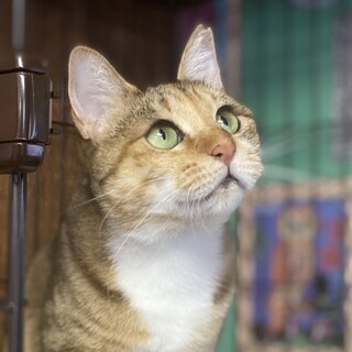 推定3歳、ムギ白の女の子