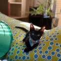 やんちゃ黒子猫♂