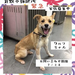 「倉敷の可愛いワルツちゃん→譲渡決定！」サムネイル1