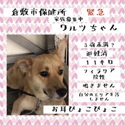 「倉敷の可愛いワルツちゃん→譲渡決定！」サムネイル2