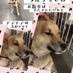 「倉敷の可愛いワルツちゃん→譲渡決定！」サムネイル3