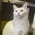 ブルーアイ、白と薄い茶色の美猫な女の子