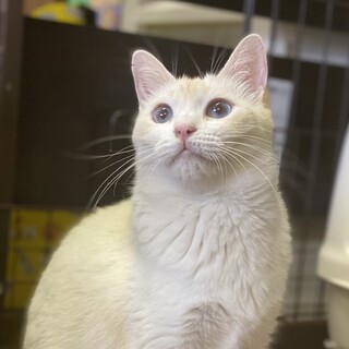 ブルーアイ、白と薄い茶色の美猫な女の子