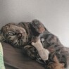 しのたろす