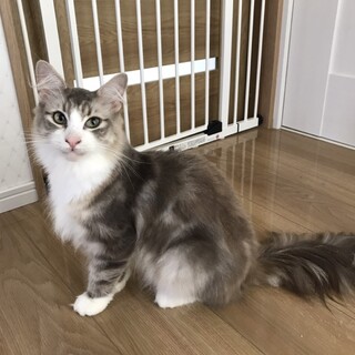 ノルウェージャン　グレータビー&ホワイト