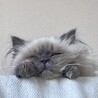 いしのこ
