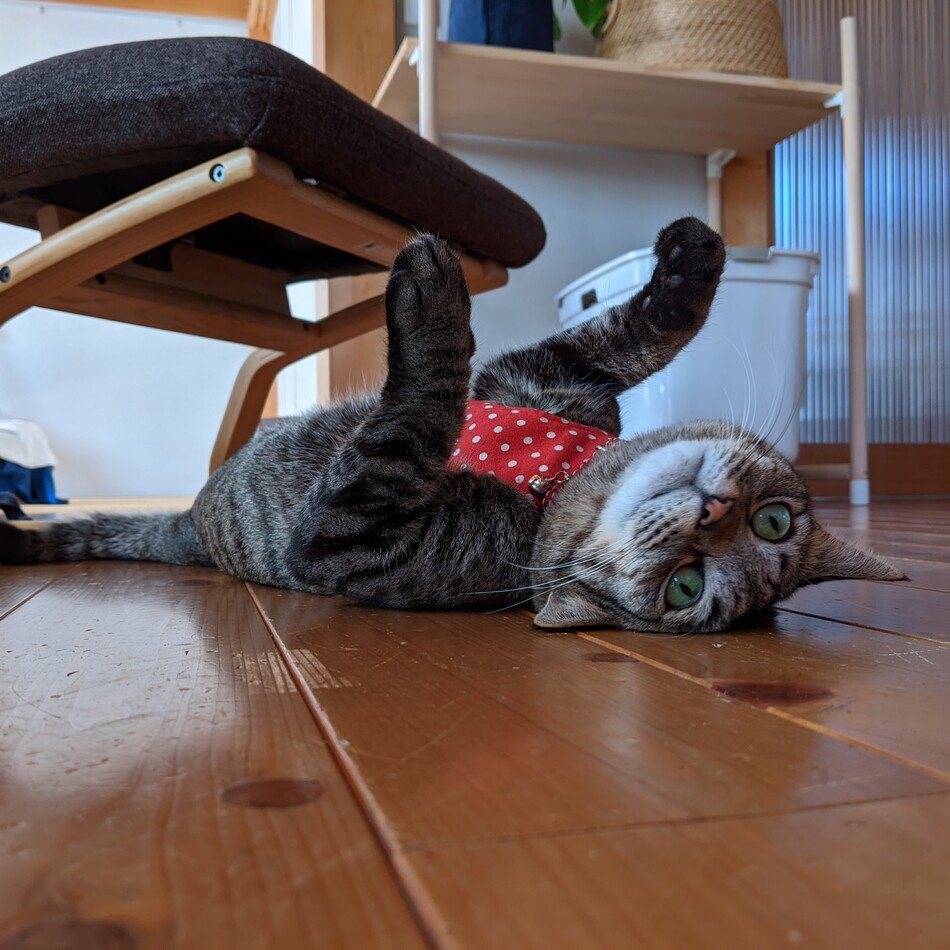 キビのカバー写真