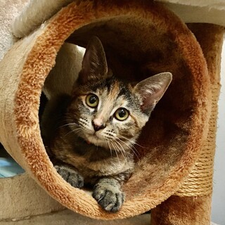 【7/25千葉譲渡会】大怪我から復活した女の子♪