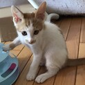 【カラカラ】おかげさまで里親様が決まりました。