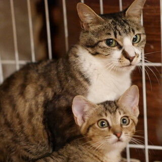 仲良し親子！キジ白ママとキジトラ美人娘