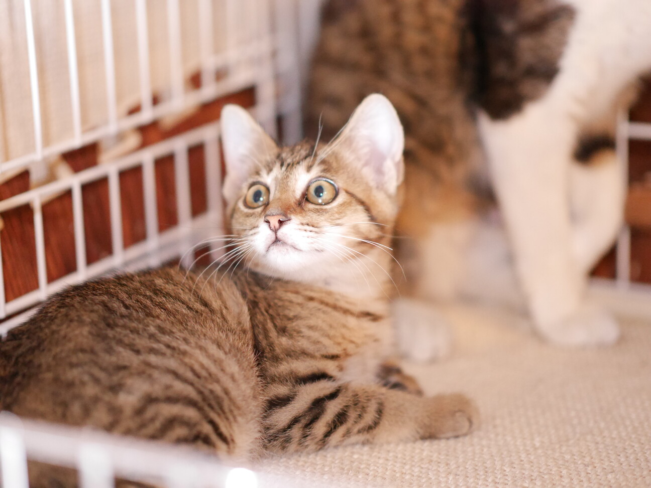 仲良し親子 キジ白ママと 東京都 猫の里親募集 ペットのおうち 月間利用者150万人