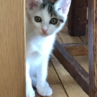 【こやぶ】おかげさまで里親様が決まりました。