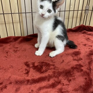 おもろい3兄弟❗️のんびり屋で犬寄りの猫❤️サバ