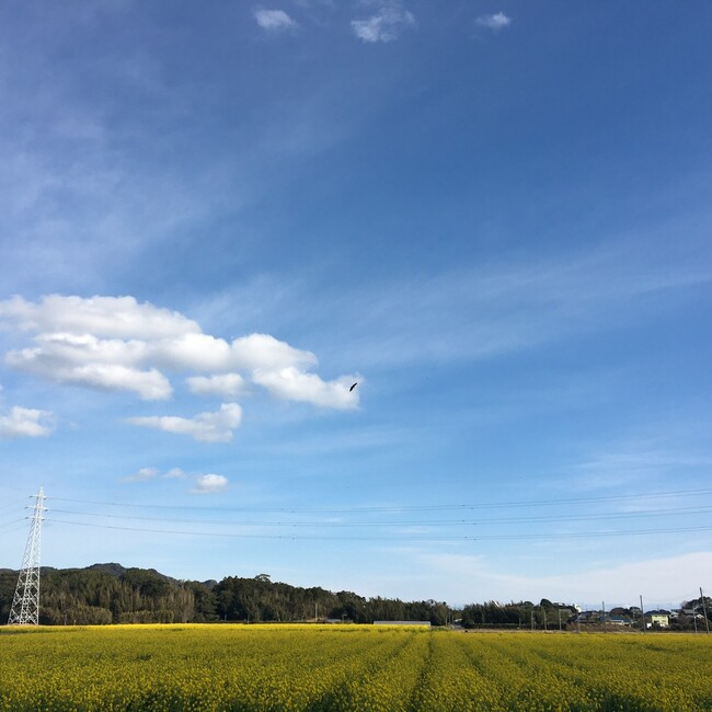 キャチのカバー写真