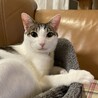 キャチ