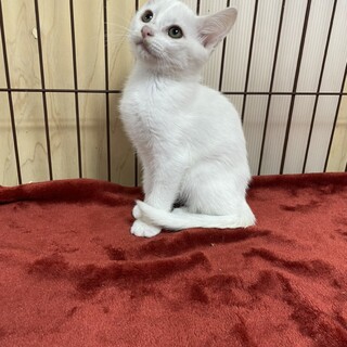 スリスリ大好き❗️甘えると止まらない美白❤️カブト