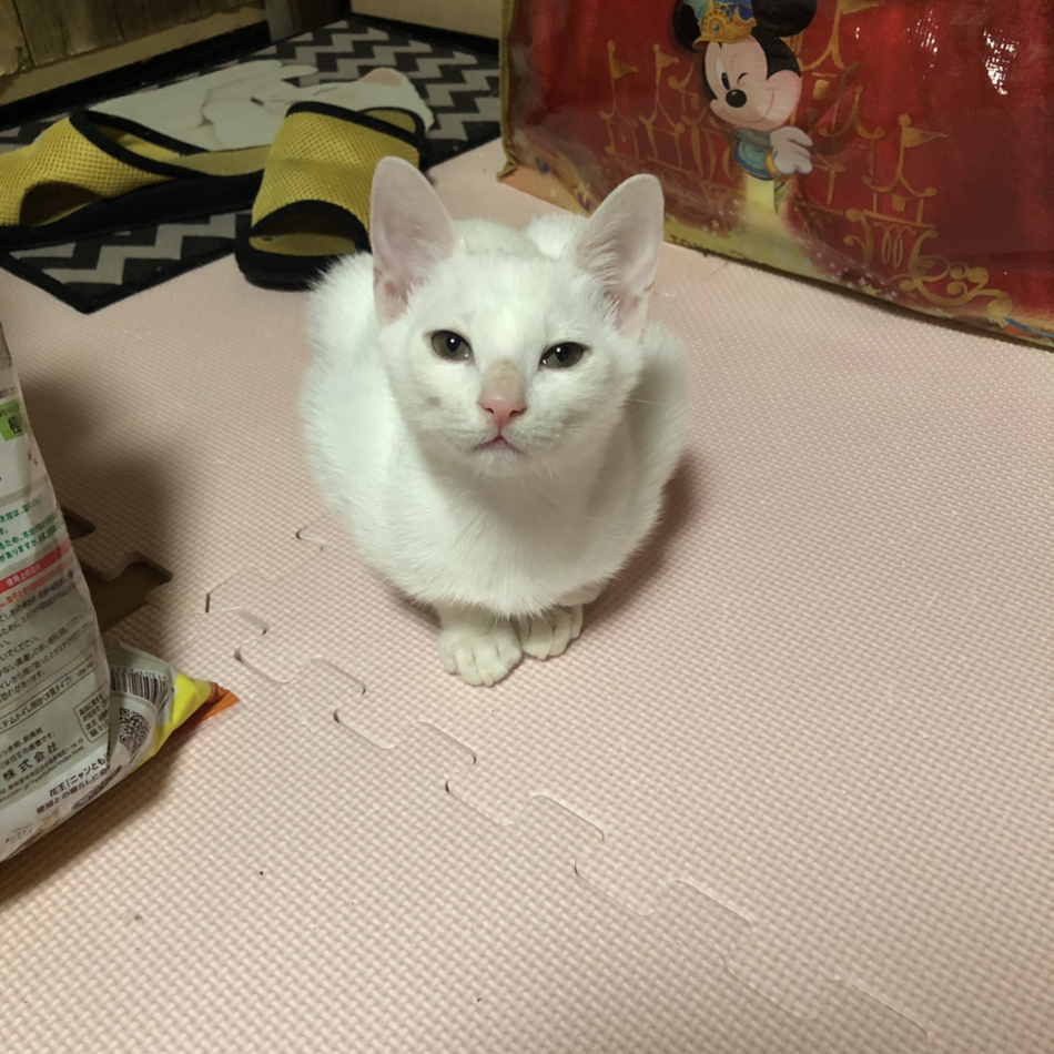 きたろうのカバー写真