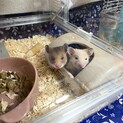 ハムスター里親募集！