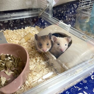 ハムスター里親募集！