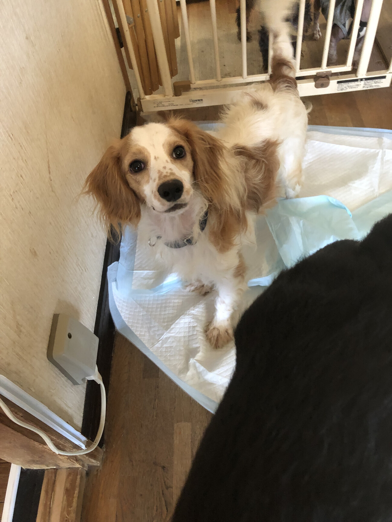 静岡ブリーダー崩壊よりレ 長野県 犬の里親募集 ペットのおうち 月間利用者150万人