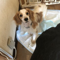 静岡ブリーダー崩壊よりレスキューのMIX犬